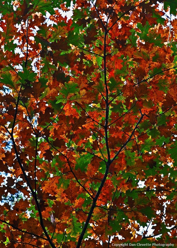 Clearance, Oak Leaves, Orange, Red, Green, Nature, Landscape, Photography, Photo, Print, "Oak Leaves"