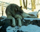 Wolf, Animal Photography, Timberwolf, Winter, Wildlife, Nature, Photo, Print, "Let Sleeping Wolves Lie"