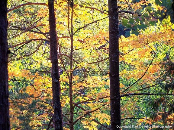 Fall Leaves, Matted 5x7 Nature Photo