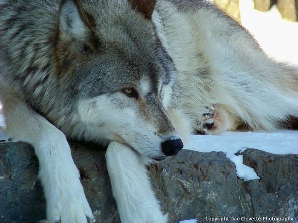 Animal Photography, Gray Wolf, Timberwolf, Winter, Wildlife, Nature, Photo, Print, "Gray Wolf Resting"