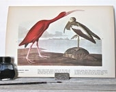 Audubon antique bird plate 1937-Scarlet Ibis & Three Fringillids
