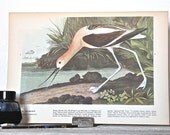 Audubon Antique Bird Plate 1937-Avocet & Surf Scoter
