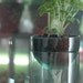 self watering planter made from recycled wine bottle. perfect for indoor fall greenery.