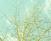 8x10 tree branches teal sky photograph
