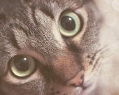 Animal photography, Kitty Magic 8x10 photograph green eyes