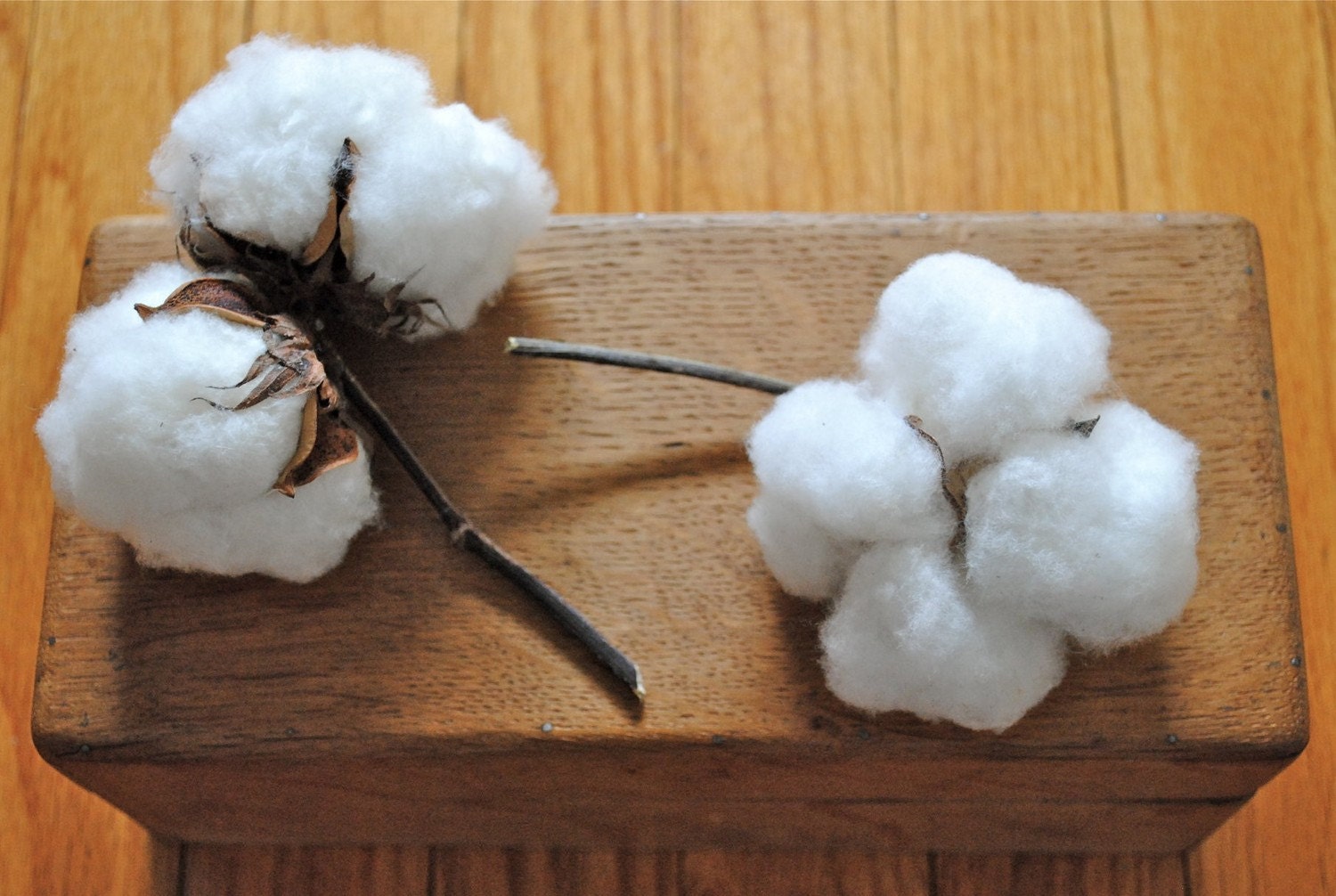 Natural Cotton Bolls - Raw Cotton - DIY Cotton - Bridal - Wedding - Home Decor - Gift
