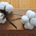 Natural Cotton Bolls - Raw Cotton - DIY Cotton - Bridal - Wedding - Home Decor - Gift