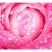 Nature Series Four: Pink Rose and Raindrops