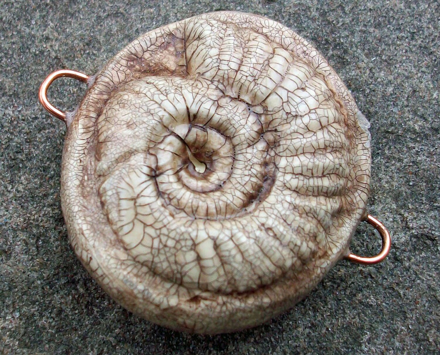 Ammonite Fossil Connector Large Crackle Finish