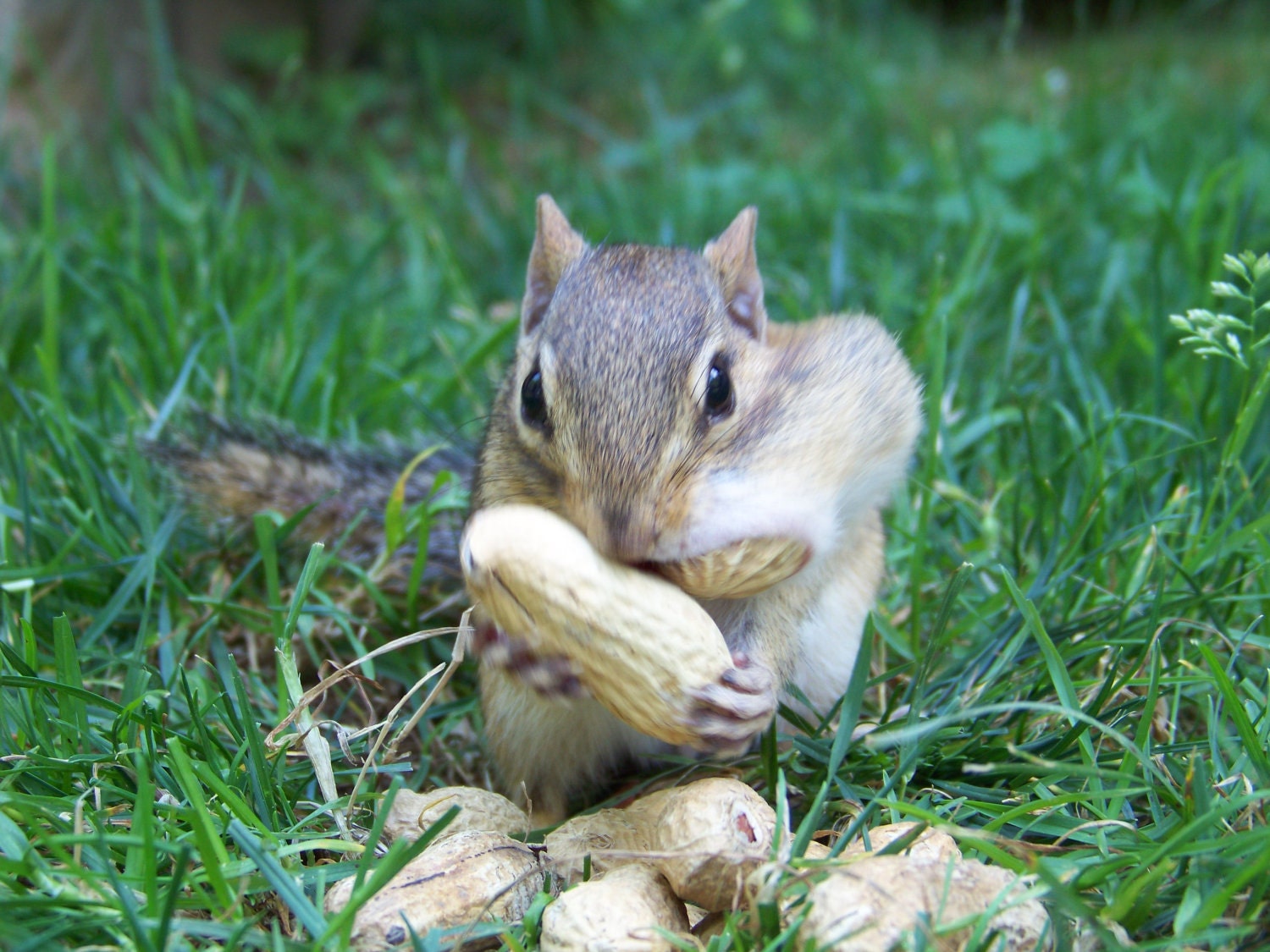 Chipmunk in Love Fine Art Photography Print