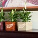 Plant Holder Wooden Pot, Handmade from recycled wood, set of 2