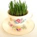 Grow-It-Yourself Grass Kit in Vintage Tea Cup and Saucer - Spring Garden / Garden Party Decor, Centerpiece, Favors