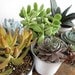 mixed bag of 6 large succulents