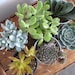 mixed bag of 6 large succulents