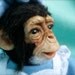Custom made Baby Chimp, Chimpanzee, with clothing, OOAK, Polymer clay, Sculpture, Art Doll,