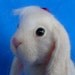 Needle felted, Rabbit, Hare, Bunny, Lop ear, OOAK