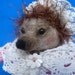 Needle felted, Beatrix Potter, Mrs. Tiggy Winkle, Hedgehog, OOAK