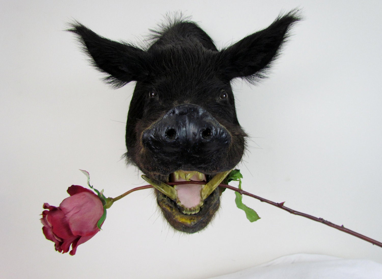 Vintage taxidermy boar head, simple mount with a great smile - free US shipping