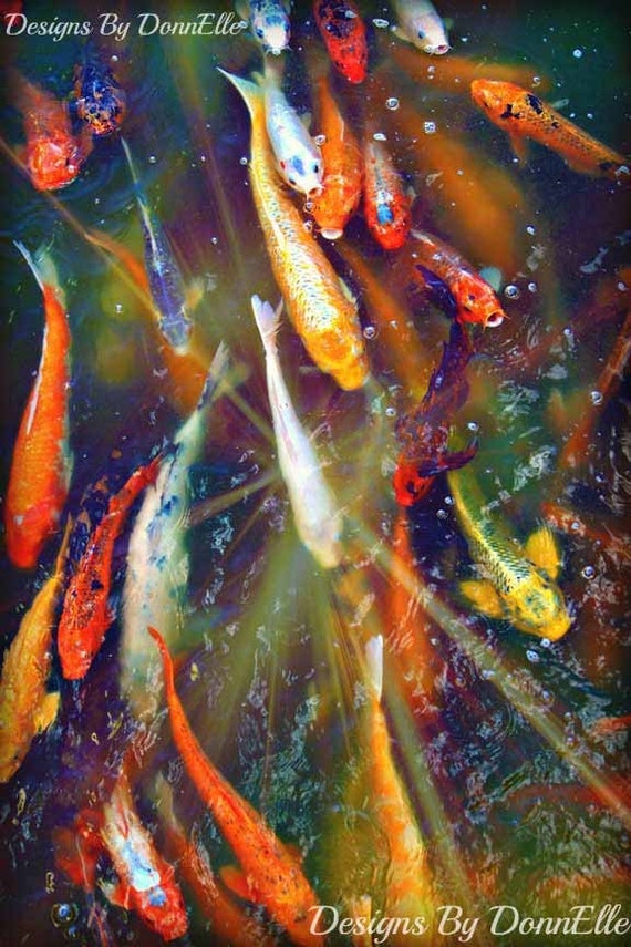 Zen Koi Pond Colorful Orange Gold Fish 8x12 Fine Art "Dark Star" Photograph