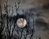 Moon Photo, cloudy night sky, moon photograph, trees, silver moon,  8 x 10 print No102- Hide & Seek - LoneCrowPhoto
