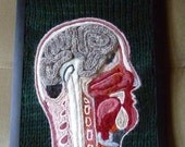 Bisected Human Head