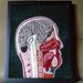 Bisected Human Head