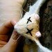 VEGAN Knitted Lab Rat, dark cork background