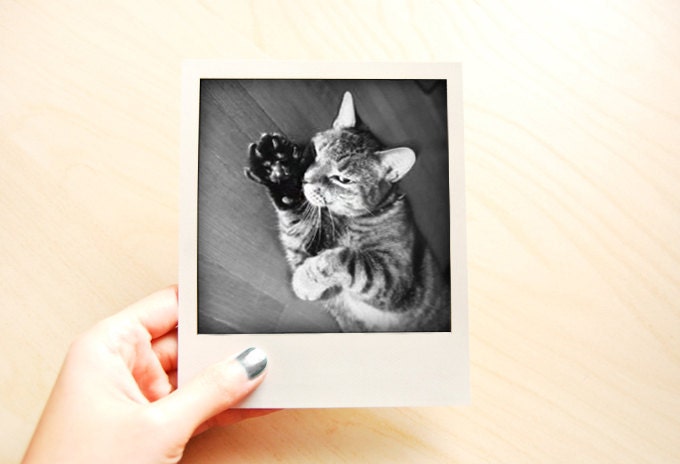 Kitty Paw Polaroid Print - Photography Art Print - Home Decor - Wall Art - Bookmark - Buy 3 Get 1 Free