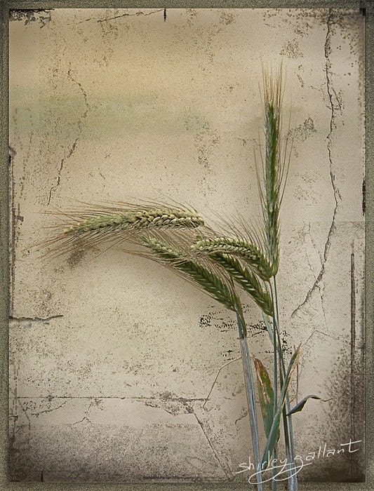 Wild Wheat 5X7 Fine Art Print - SonnysPics