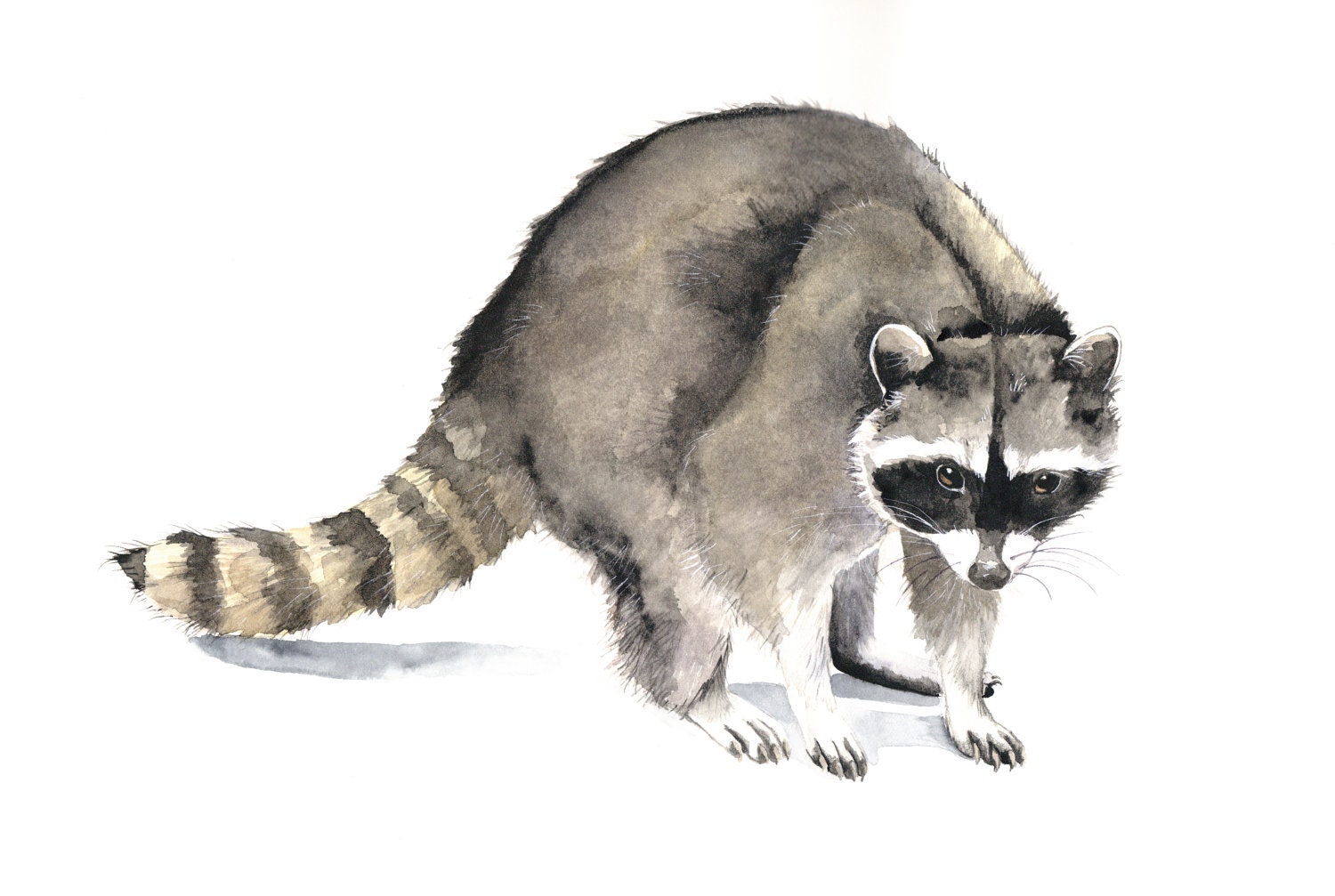 Raccoon Painting -  R046- Print of watercolor painting by Splodgepodge 5 by 7