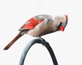 Cardinal Painting - C003 bird art - Print of watercolor painting - 5 by 7 print