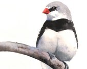 Finch Painting - F086- watercolor pianting animal bird nature wildlife art-  print of watercolor painting 5 by 7 print