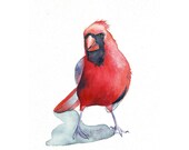 Cardinal Painting -C037- nature natural wildife bird art red  - Print of watercolor painting 5 by 7 print