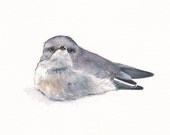 Bird Painting - B047- ORIGINAL watercolor painting