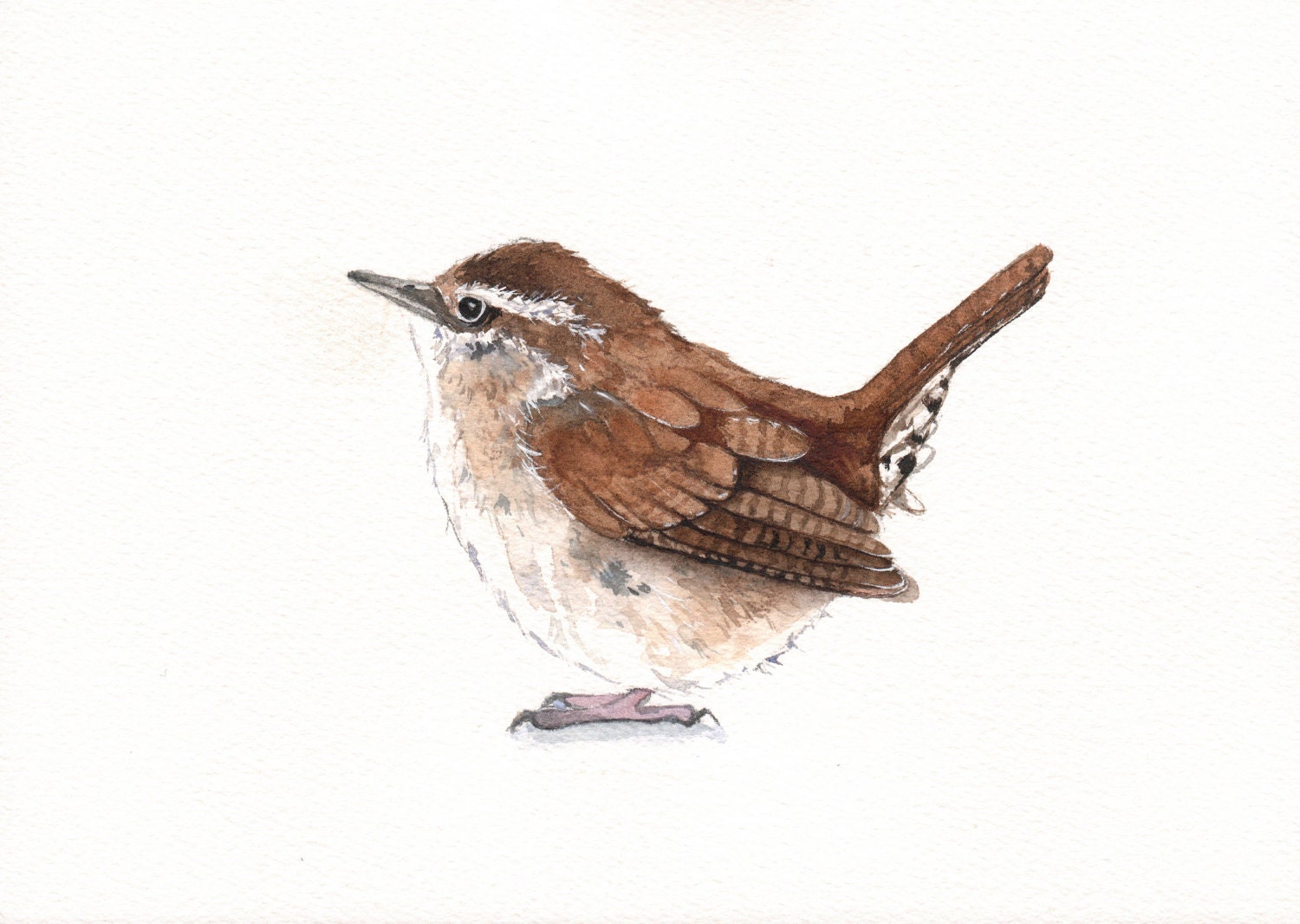 Wren painting - W073- bird wildlife art nature  Print of watercolor painting 5 by 7 print