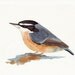 Nuthatch Painting -N041 - print of watercolor painting