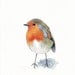 Robin Painting bird - R042- Print of watercolor painting - 5 by 7 print