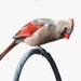 Cardinal Painting - C003 bird art - Print of watercolor painting - 5 by 7 print