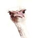 Ostrich watercolor Painting - O008-  nature wildife bird art- print of watercolor painting - 5 by 7 print