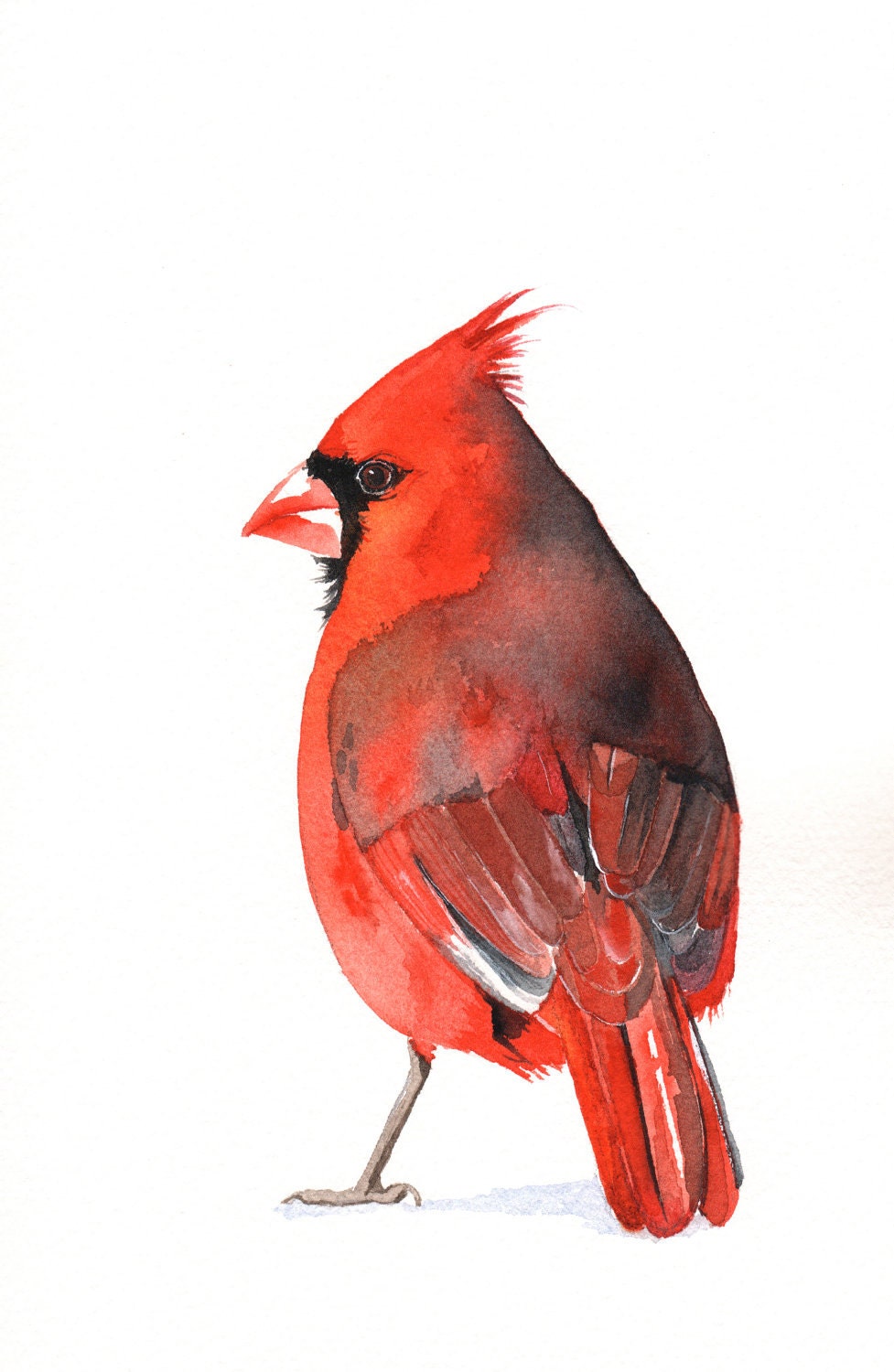 Cardinal watercolor painting Bird art wildlife nature red decor-  Print of watercolor painting A4 print