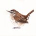 Wren painting - W073- bird wildlife art nature  Print of watercolor painting 5 by 7 print