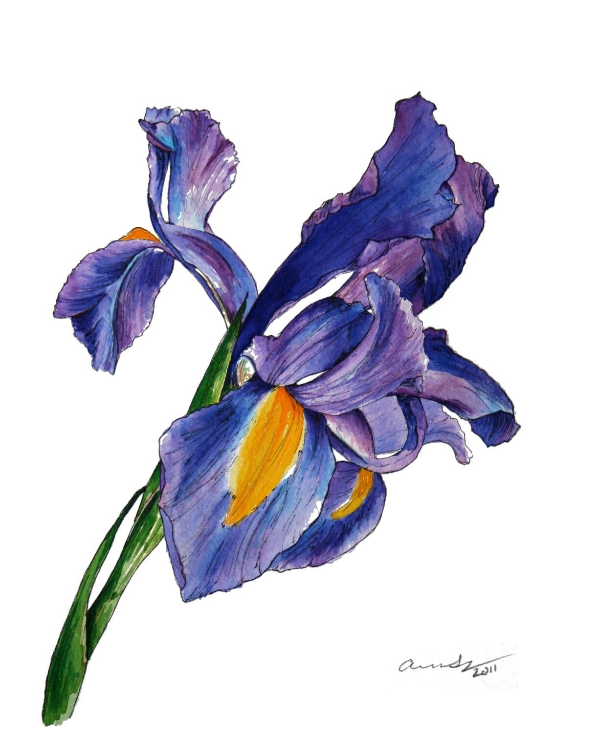 iris watercolor