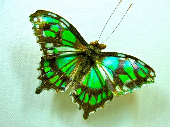 Malachite butterfly brooch - IlluminatedLeather