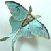 Luna Moth brooch, leather and acrylic