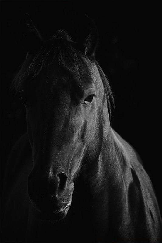 Horse Photograph - Black and White Horse Photography Print - Equine Art Print - 8 x 12 - "The Sage"