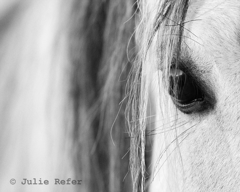 Horse Photography Black and White 16 x 20 Equestrian Fine Art