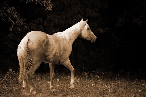 Sepia Horse