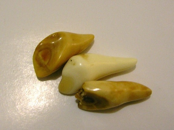 Fossil Walrus Ivory Teeth Three Polished Pieces for by driftingby