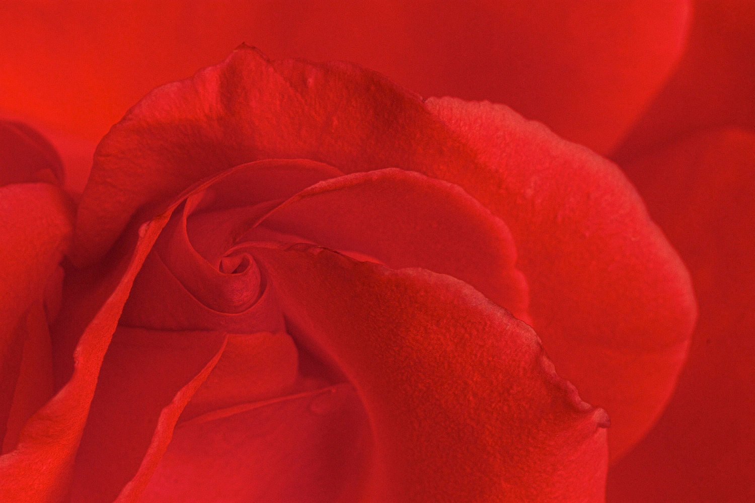 Red Rose - Nature Photography - Close Up - Petals - Fine Art Photograph Print - Valentine - 6X9 (Other sizes are available)