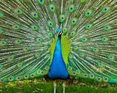 Peacock - Nature Photography - Animal - Bird - Photograph Print - Blue - Turquoise - Art - Home Decor - 16X24